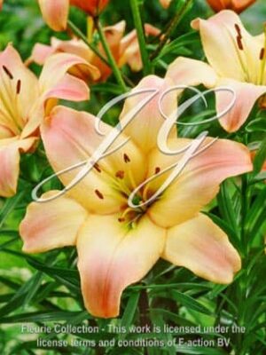 botanic stock photo Lilium Corrida