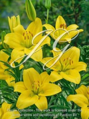 botanic stock photo Lilium Nove Cento