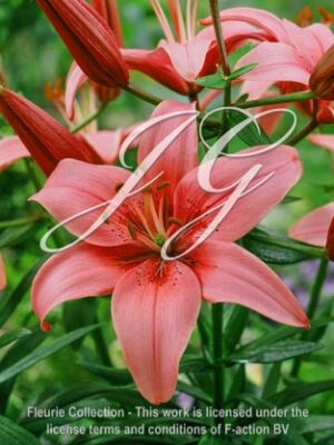 botanic stock photo Lilium Montreux