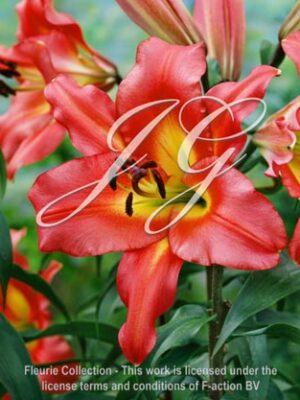 botanic stock photo Lilium Satisfaction