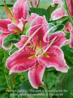 Stargazer