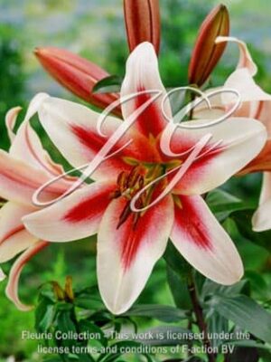 botanic stock photo Lilium Altar