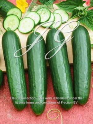 botanic stock photo Cucumber F1 Hybrid