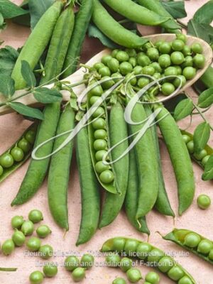 Pea Sima