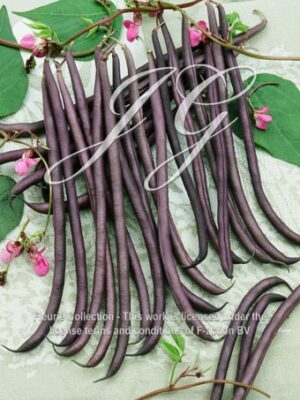 botanic stock photo Climbing Bean Melissa