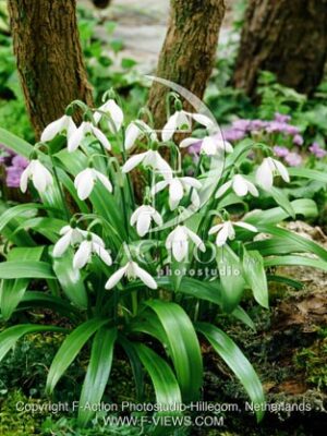 botanic stock photo Galanthus Galanthus