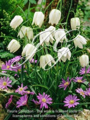 meleagris 'Alba'