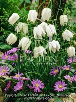 botanic stock photo Fitillaria Fritillaria