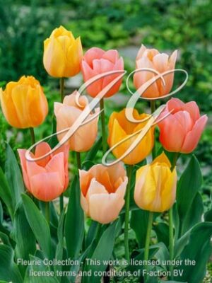 botanic stock photo Tulipa Tulipa Apricot Beauty - Sports