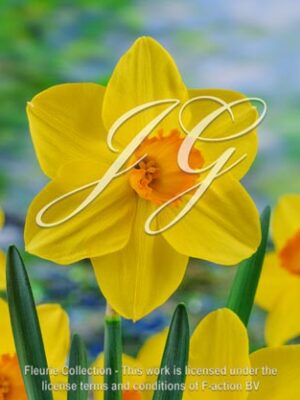 botanic stock photo Narcissus Air Marshall