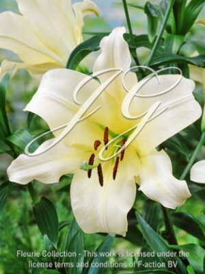 botanic stock photo Lilium Ovatie