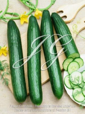 Medium Long