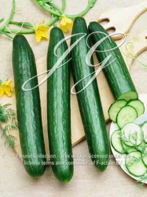 botanic stock photo Cucumber Medium Long