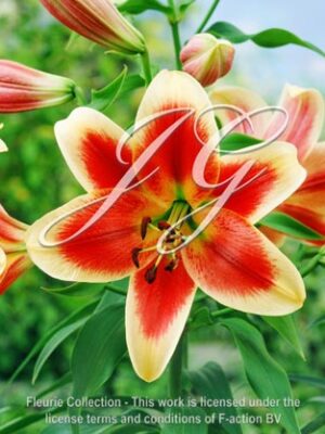 botanic stock photo Lilium Red Dutch