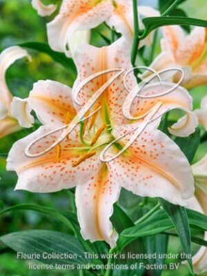 botanic stock photo Lilium Salmon Sta