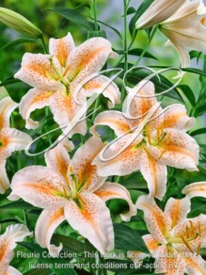 botanic stock photo Lilium Salmon Star
