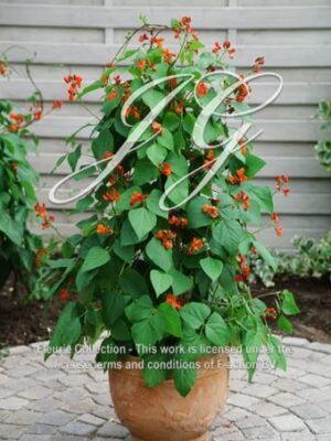 botanic stock photo Dwarf Runner Red