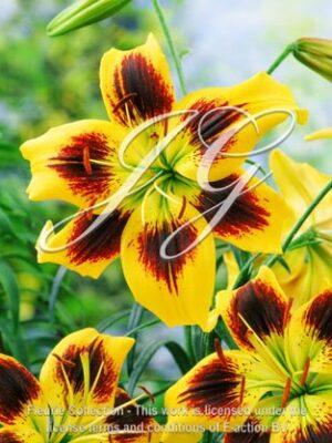 botanic stock photo Lilium Sumatra