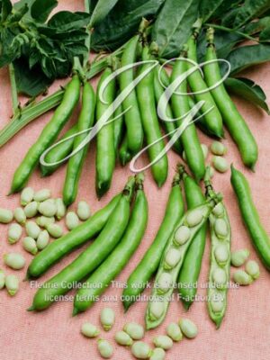 botanic stock photo Broad Bean Thalia