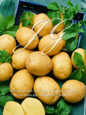 botanic stock photo Potato Adretta