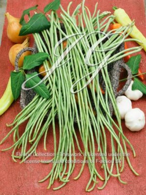botanic stock photo Dolico Bean