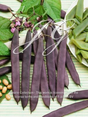botanic stock photo Dry Bush Sequia