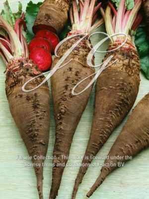 botanic stock photo Beet Crapaudine