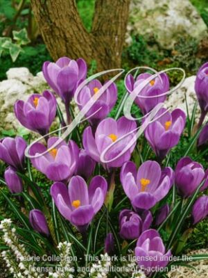 botanic stock photo Crocus vernus Remembrance
