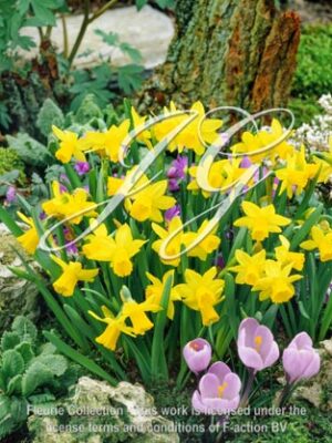 botanic stock photo Narcissus Tete a Tete