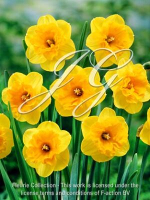 botanic stock photo Narcissus Miror