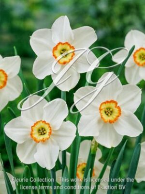 botanic stock photo Narcissus Tommy's White