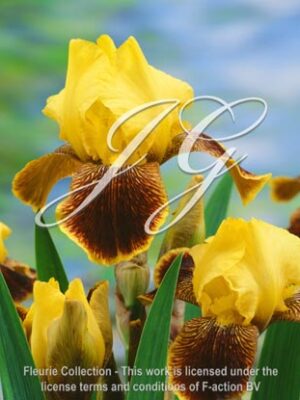 botanic stock photo Iris Woop 'em Up