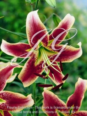 Scheherazade