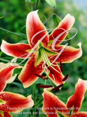 botanic stock photo Lilium Scheherazade