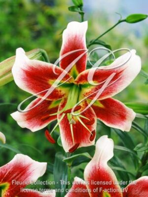 botanic stock photo lilium Leslie Woodriff