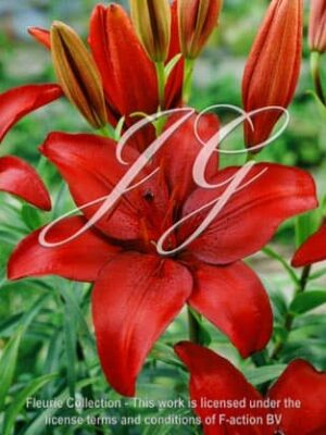 botanic stock photo Lilium Red