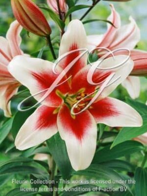botanic stock photo Lilium Altar
