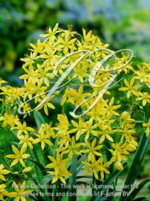 botanic stock photo Bloomeria Crocea