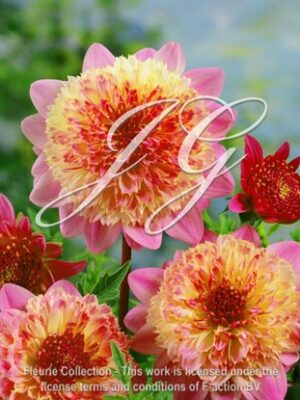 botanic stock photo Dahlia Lambada