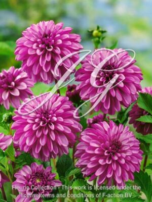 botanic stock photo Dahlia Haus n Kisses