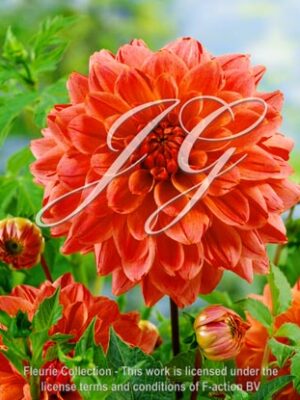 botanic stock photo Dahlia H-9