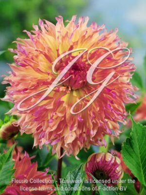 botanic stock photo Dahlia Myrtle's Folley