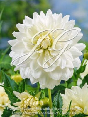 botanic stock photo Dahlia VD 3-16