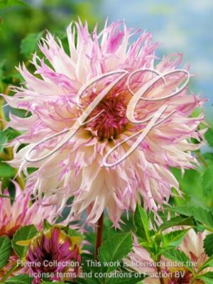 botanic stock photo Dahlia Snoho Diana