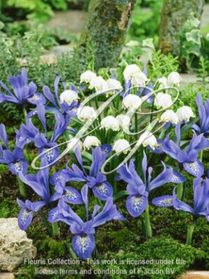 botanic stock photo Leucojum Vernum & Iris Lady beatrix stanley