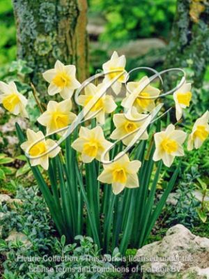 botanic stock photo Narcissus Milk of Honey