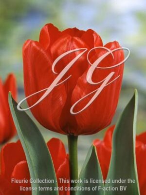 botanic stock photo Tulipa Ile de France