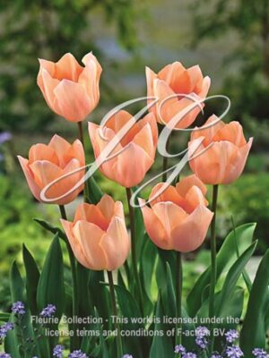Apricot Beauty