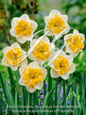 botanic stock photo Narcissus Love Call