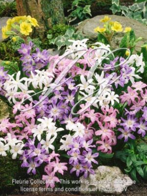 Chionodoxa Mixed